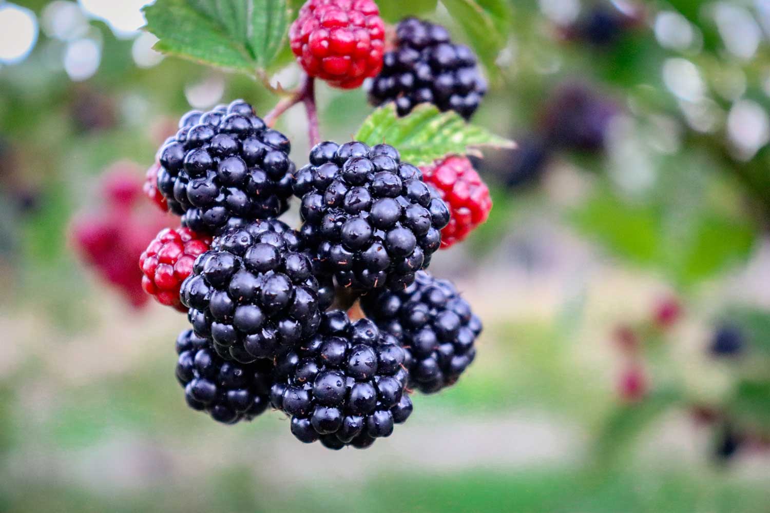 Black-Berries-Oxalates