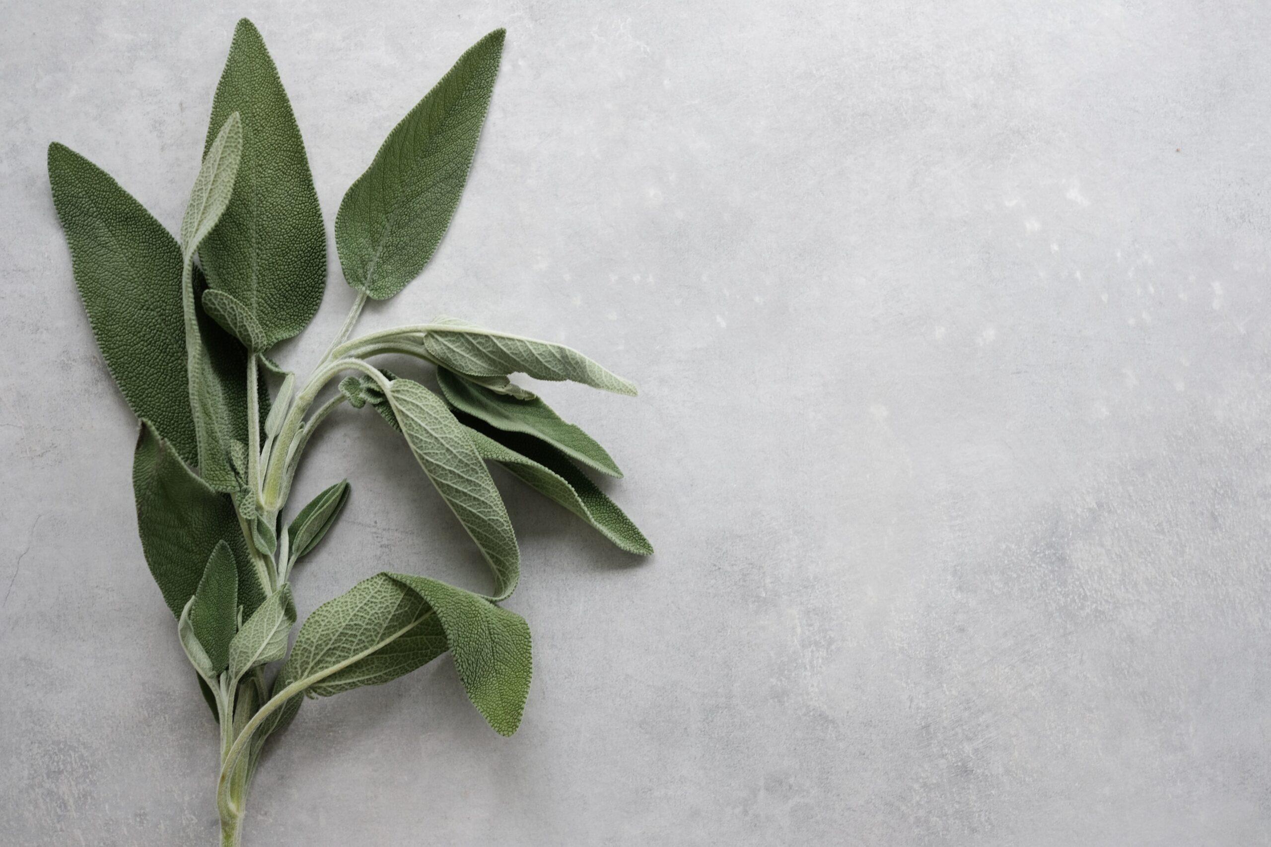 8 Best Herbs For Energy And Fatigue