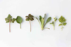 8 Impressive Digestive Bitters Benefits For Gut Health Dr. Will Cole