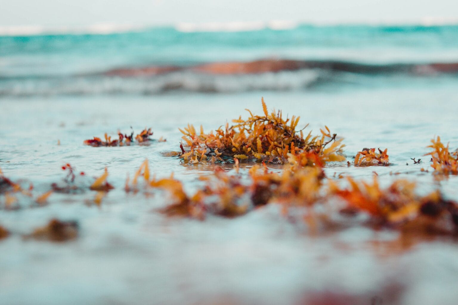 Sea Moss