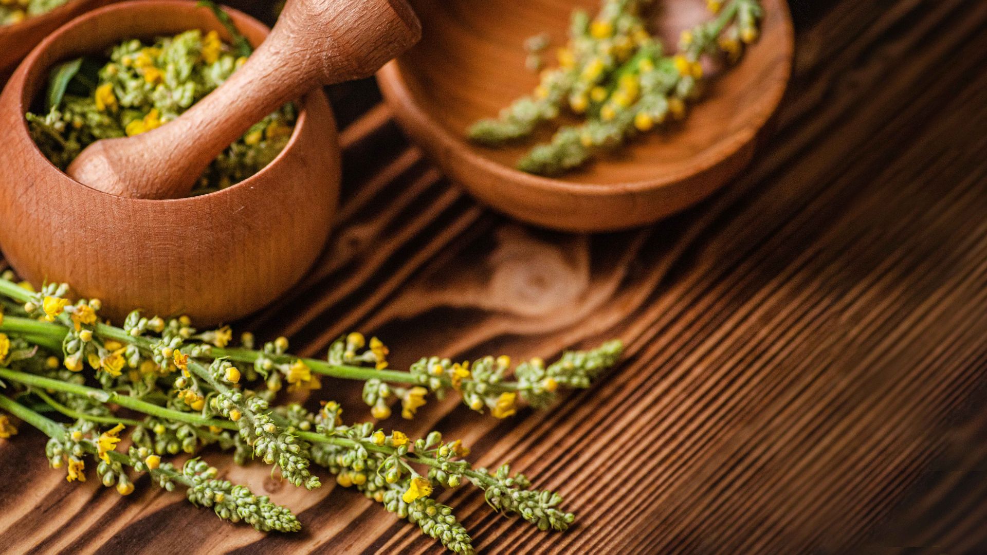 Mullein An Ancient Herb With Modern Health Benefits