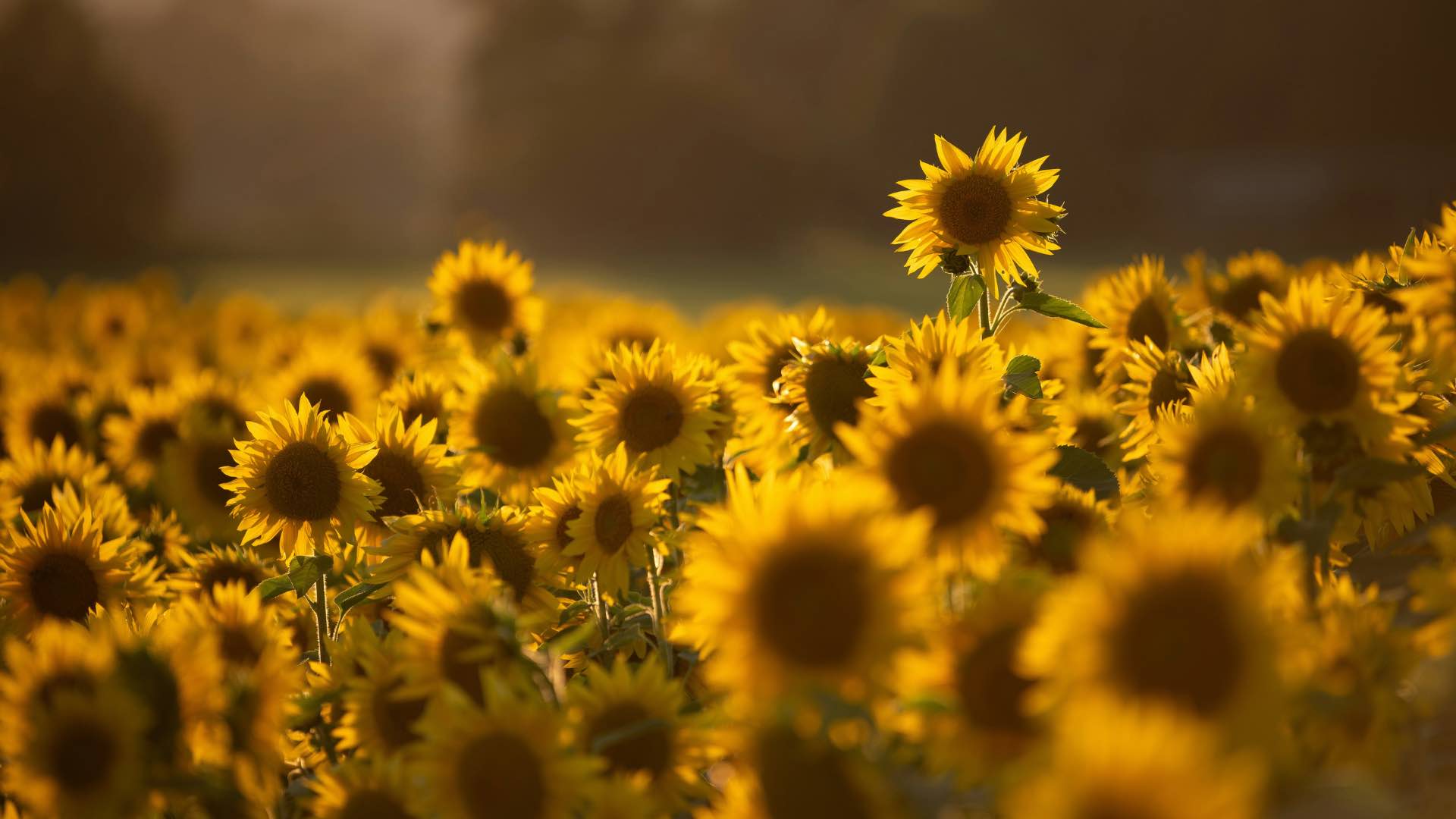 Field Of Sunflowers