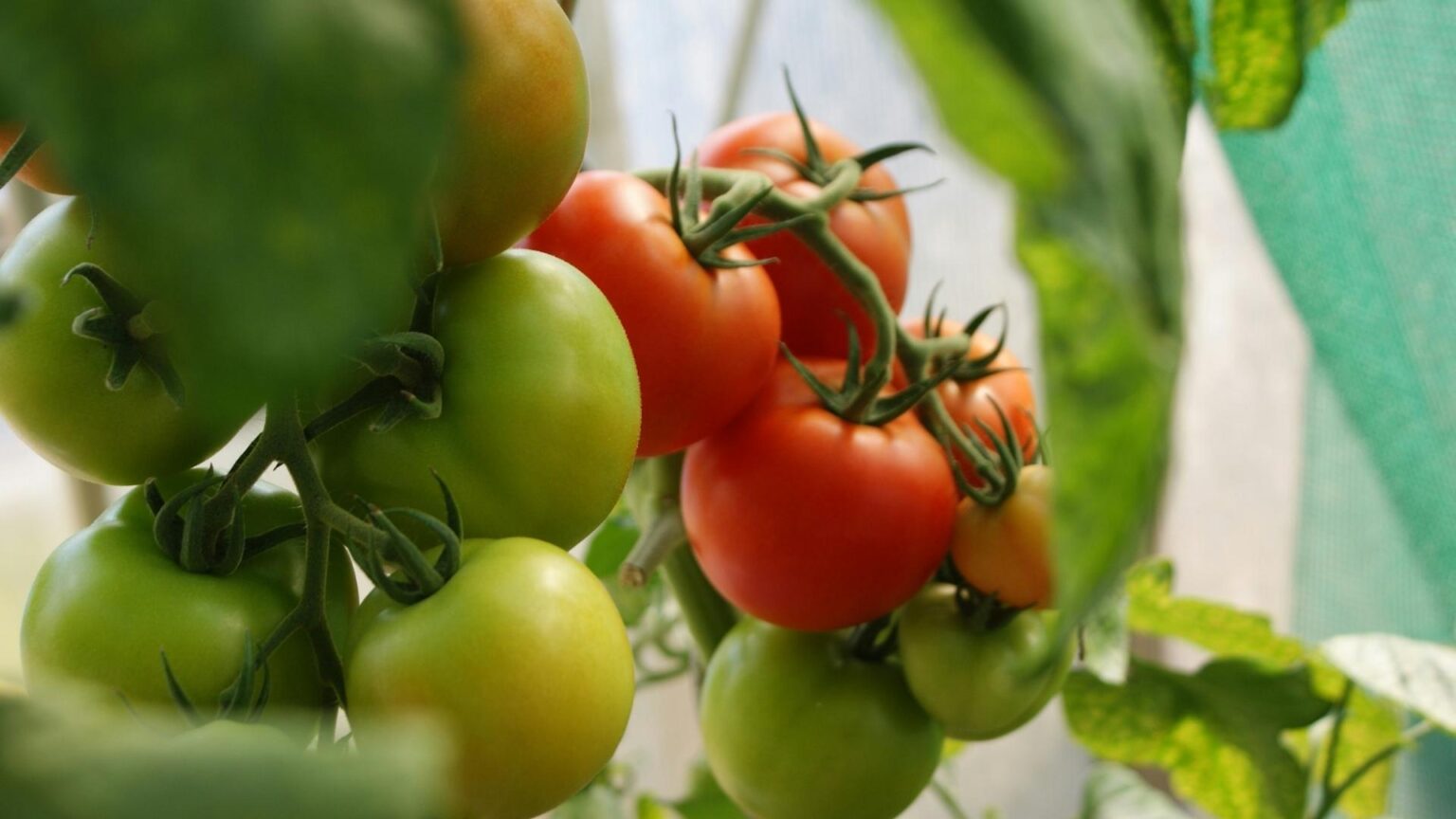 Green And Red Tomatoes Growing