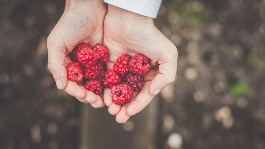 Handful Of Raspberries