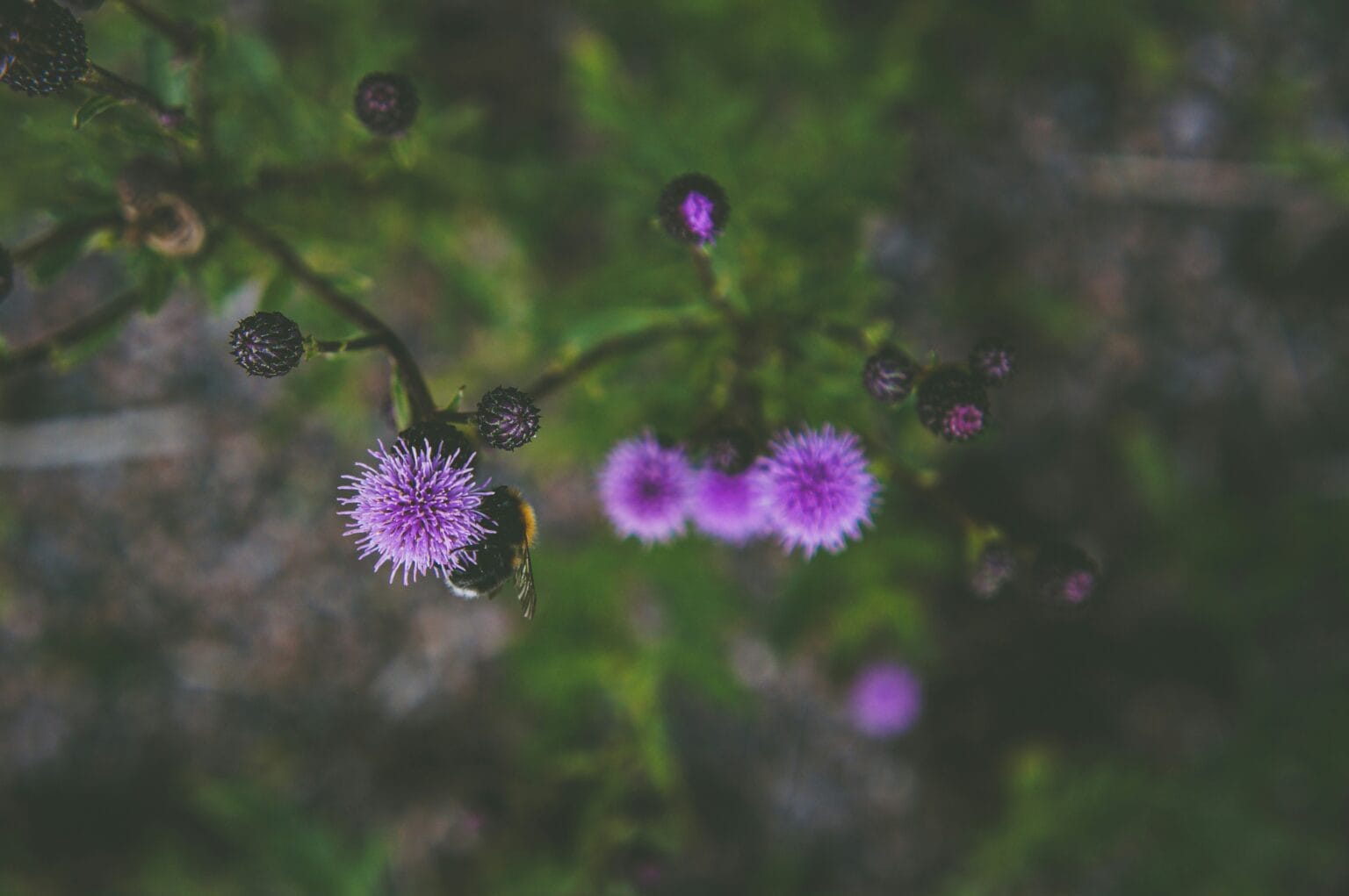 Milk Thistle (1)