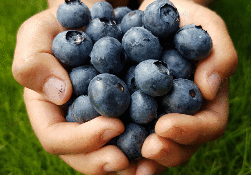 Handful Of Blueberries