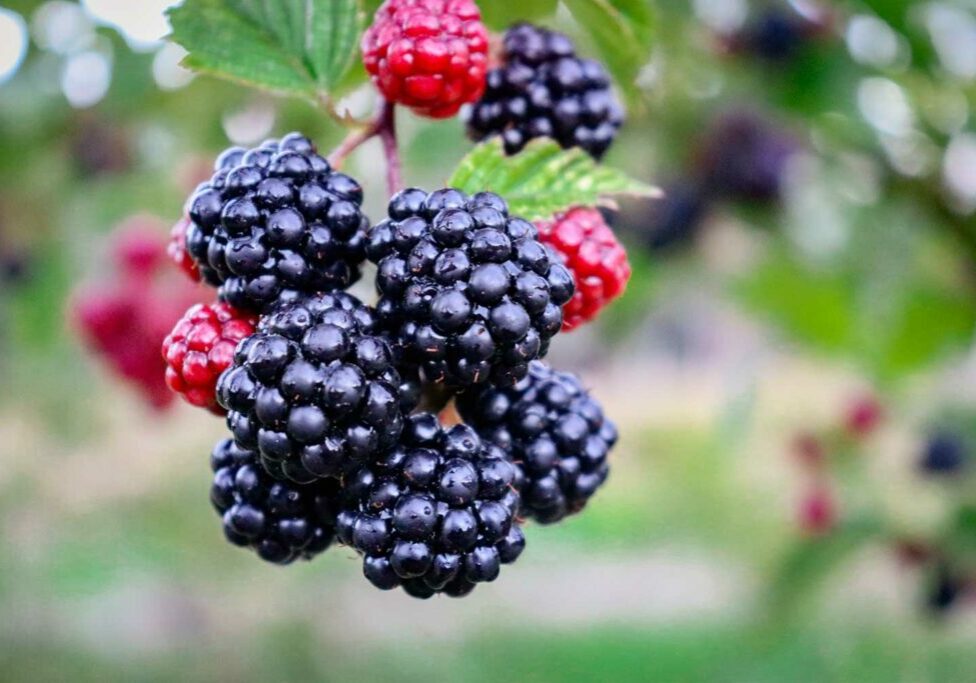 Black-Berries-Oxalates