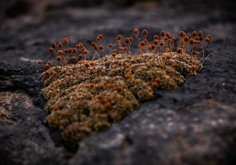 Exposed-To-Mold--Exactly-How-To-Get-Mold-Toxicity-Testing-To-Find-Out-For-Sure