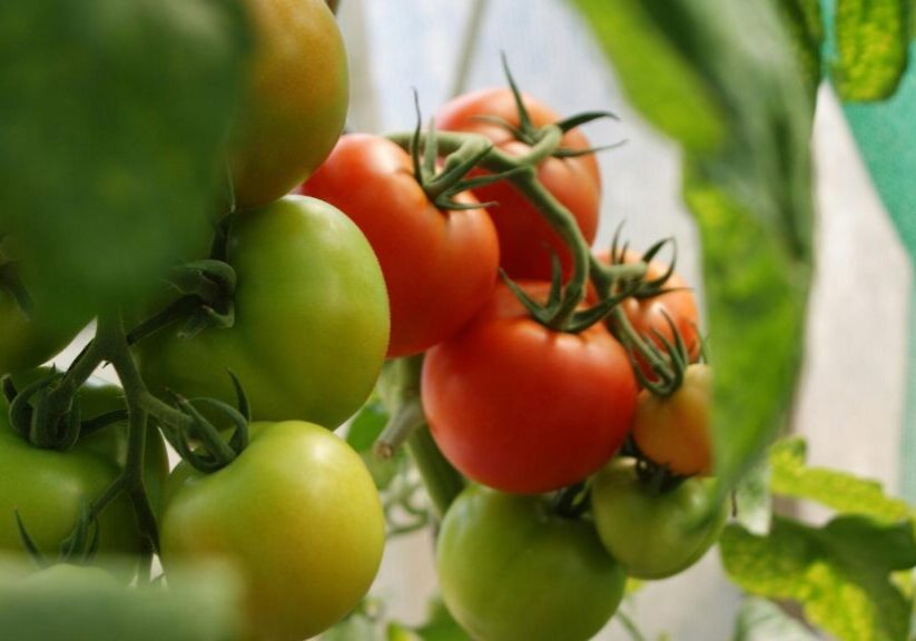 Green And Red Tomatoes Growing