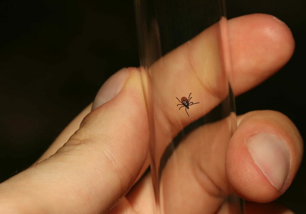 Tick On A Hand