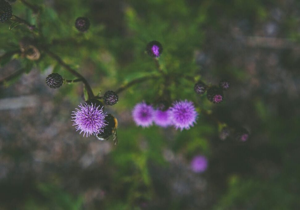 Milk Thistle (1)