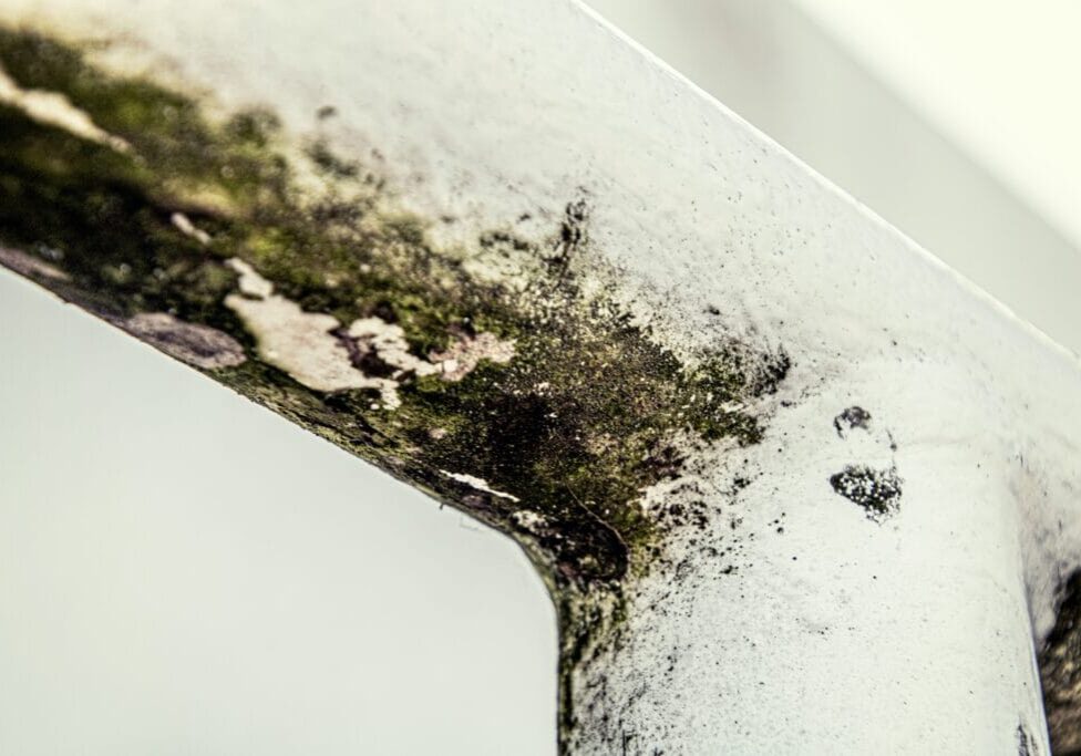 Mold And Ocd