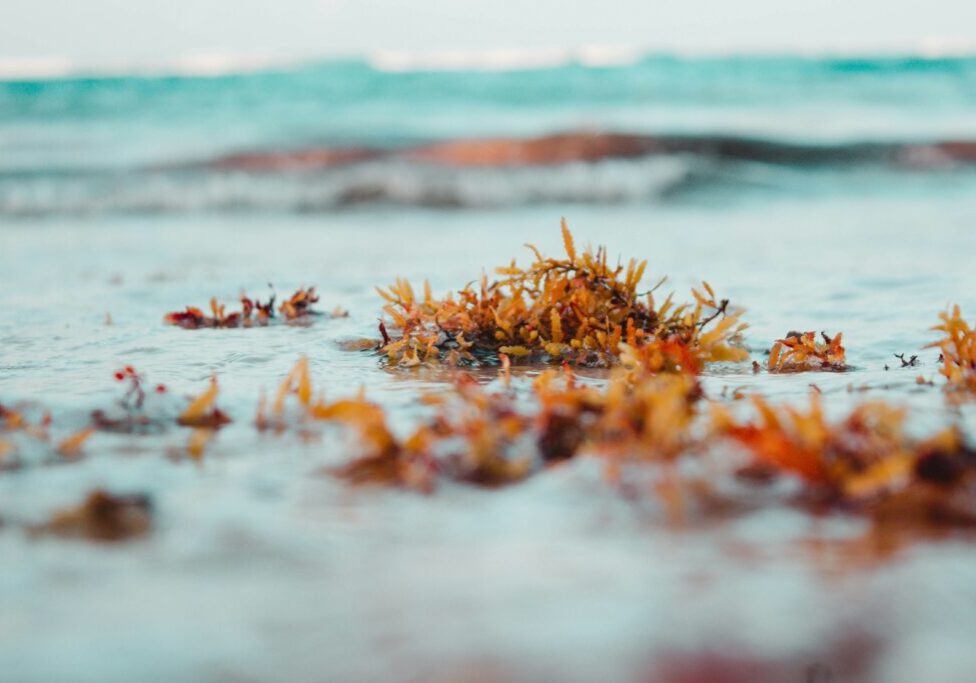 Sea Moss