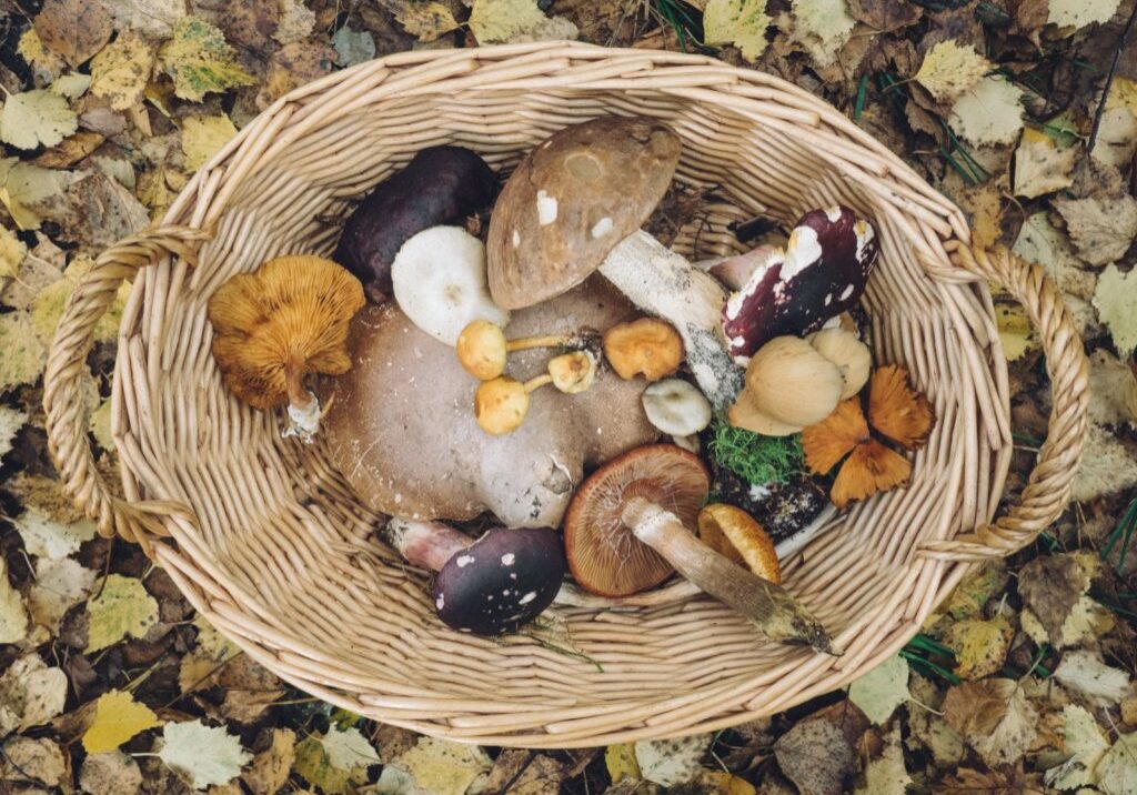 Psilocybin-Mushrooms-Microdosing